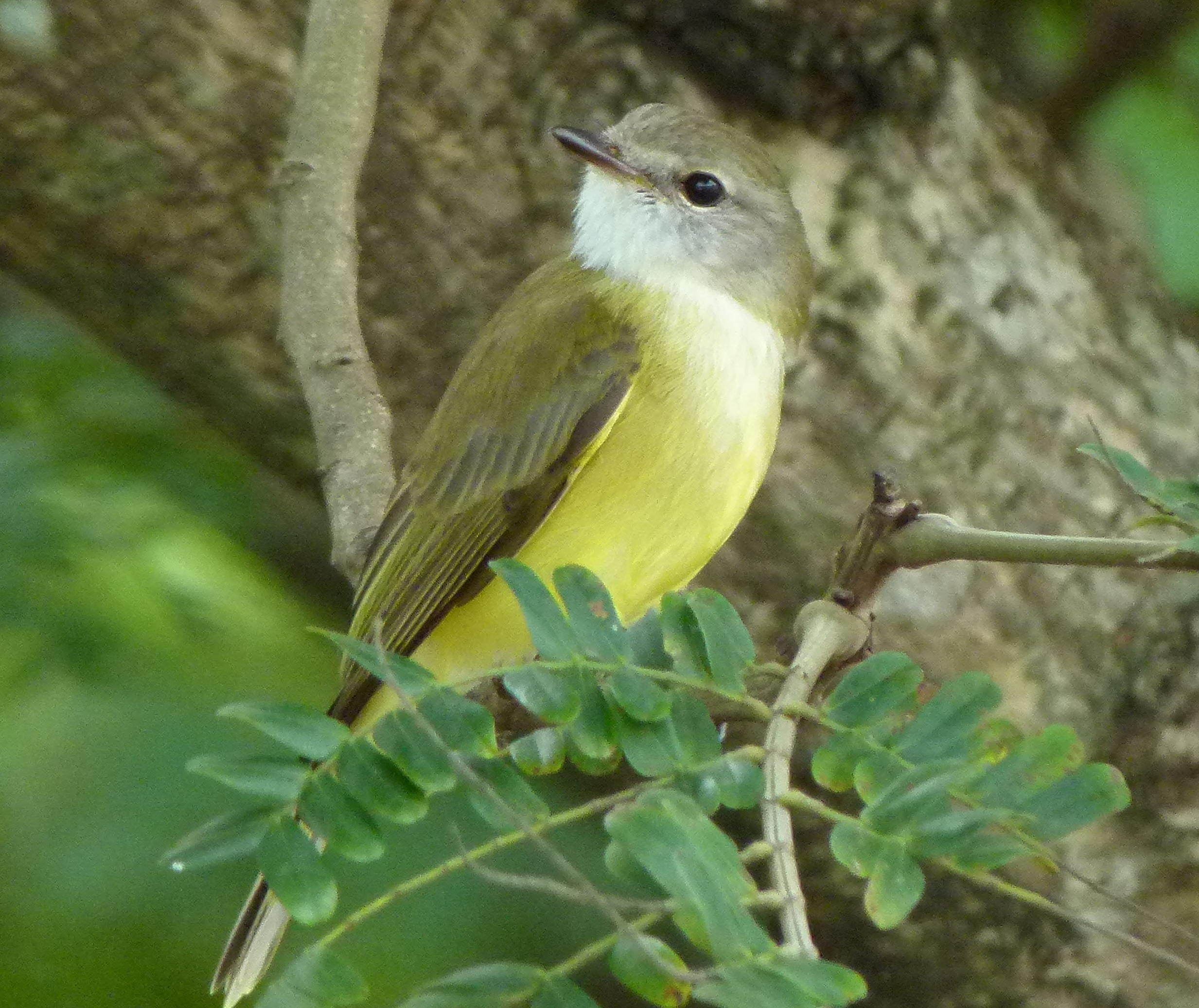 Lemon-bellied Flyrobin